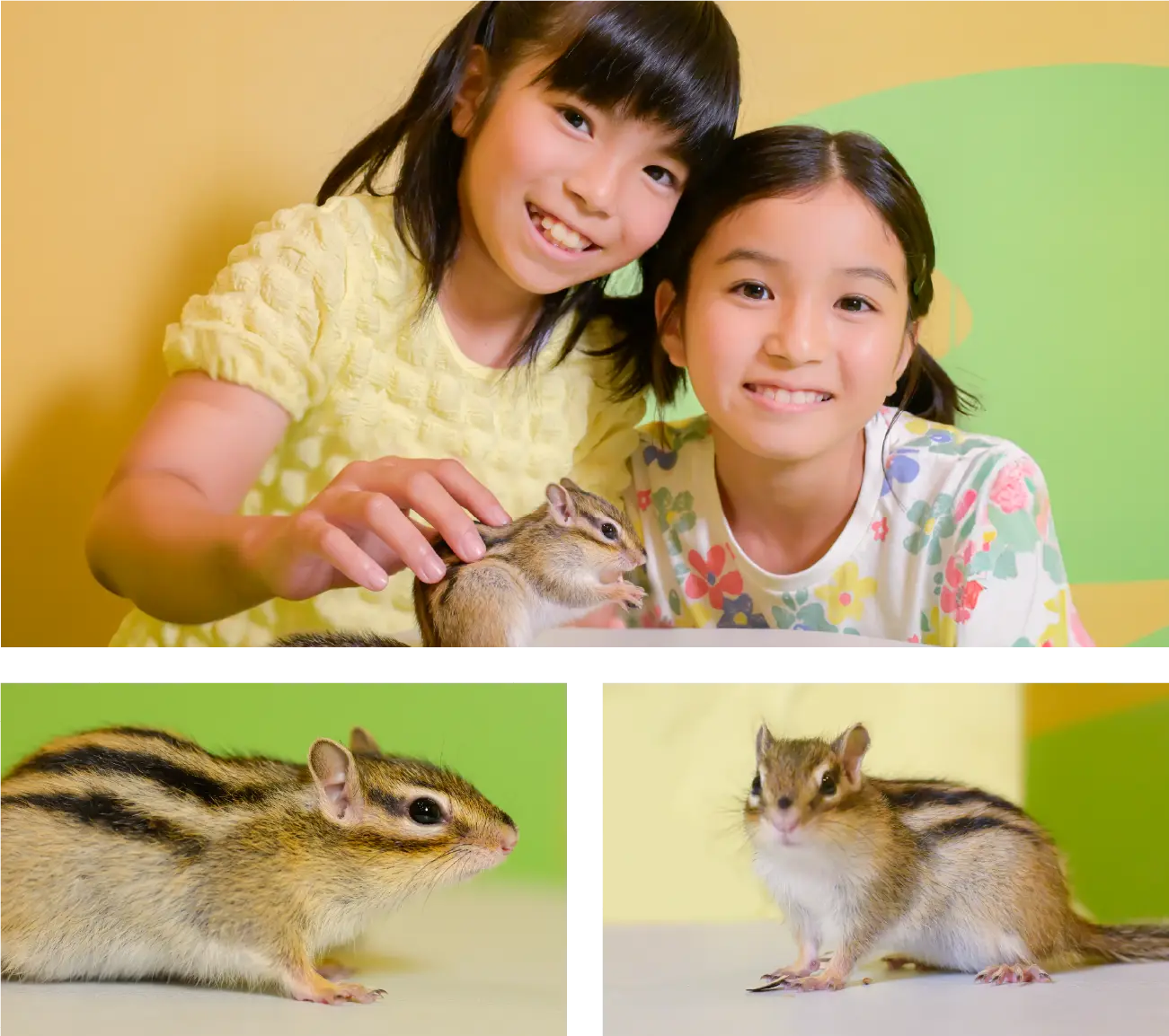リスたちが暮らす新エリアオープン