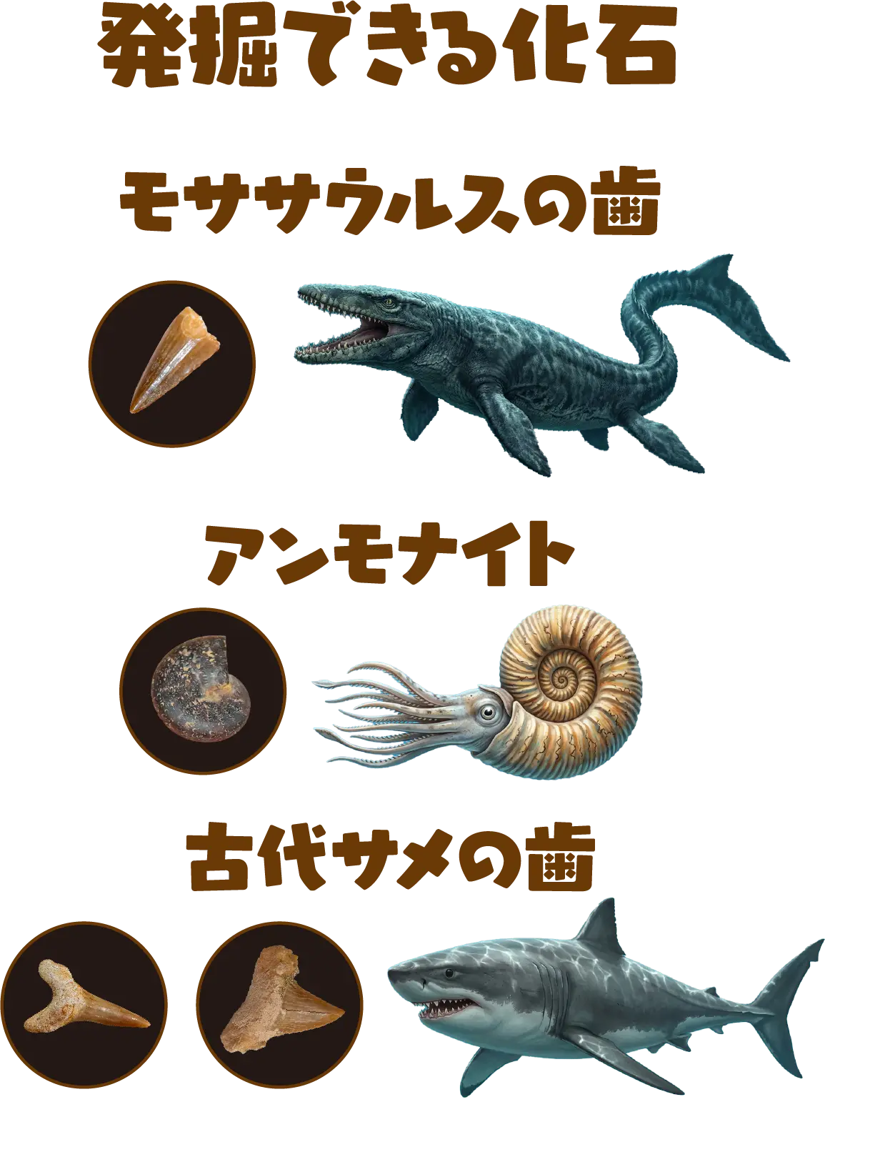 発掘できる化石