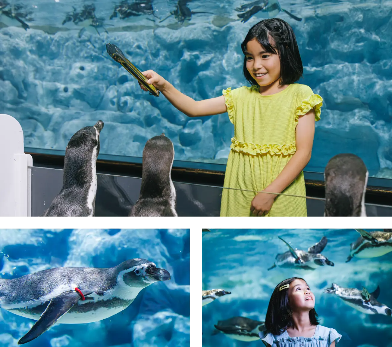 ペンギン解説イベント